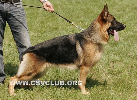 VV5 8014 艾路，Ihmchen von ZhengDe，CSZ117971，犬主：王宝清