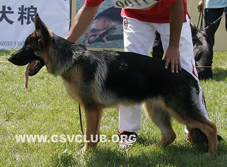 VV1 9011 斯姆，Cimq von DaQingDeWei，CSZ119138，犬主：刘军民