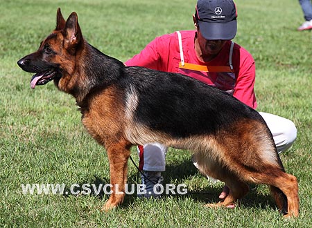 VV1 0027 力斯，Lisie von HeiLong，CSZ118922，犬主：刘茂坤