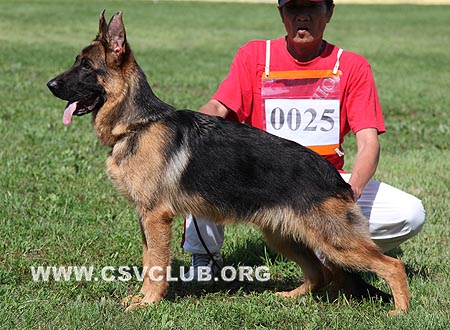 VV2 0025 蒂欧妮，Dionne von Zhong Yu，CSZ117084，犬主：刘贵文