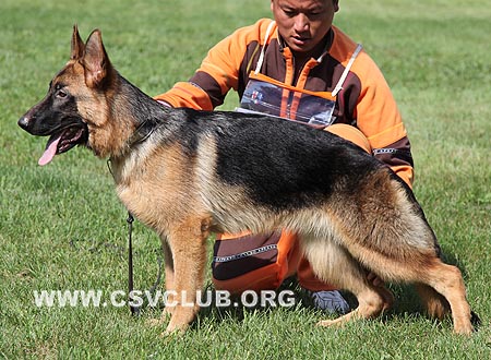 VV3 0046 德尔玛，Delma von JiaXiang，CSZ119530，犬主：翟东