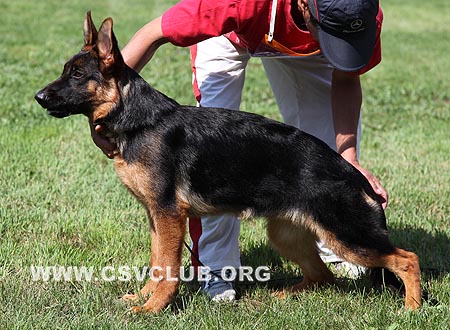 VV4 0039 艾德儿，Adde von ZhongHao，CSZ124929，犬主：张劼