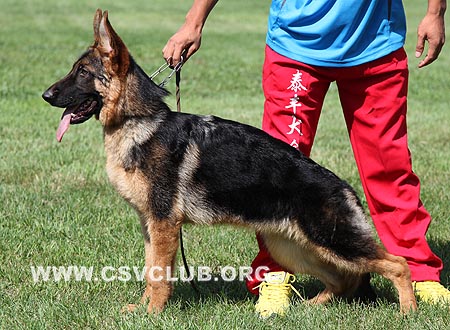 VV5 0043 伊拉，Ella von HongFa，CSZ120286，犬主：赵謇