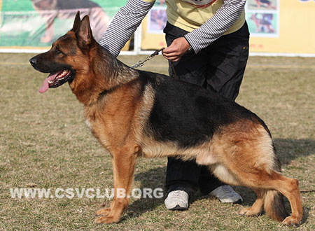V1 1066 优猛 Yumo vom Finkenschlag，CSZ8002359，犬主：朱道虎