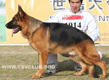 V2 1014 萨诺 Xano von der Freiheit Westerholt，CSZ8002255，犬主：韩林
