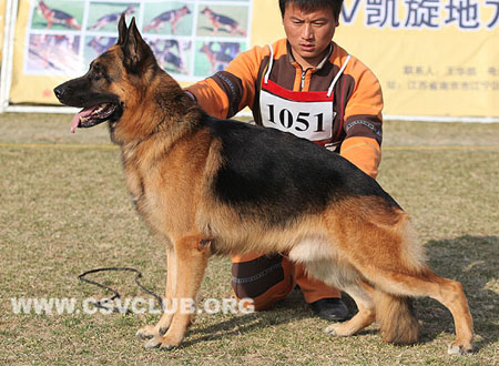 V3 1051 金格斯 Djenges Kahn v.Sante's Home，CSZ8002245，犬主：杨超