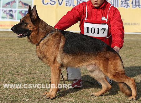 V4 1017 山姆 Sam von der Grafenburg，CSZ8001724，犬主：何不