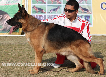 V5 1042 贝丽萨 Belisar von Aurelius，CSZ8001834，犬主：唐柱林