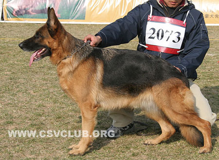 V1 2073 艾蒂尔 Eddil von TaiHe，CSZ49310，犬主：王立民