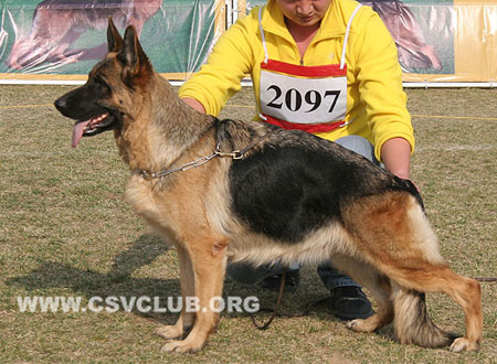 V2 2097 巴布施卡 Babuschka von der Martinskapelle，CSZ8002284，犬主：张松潇