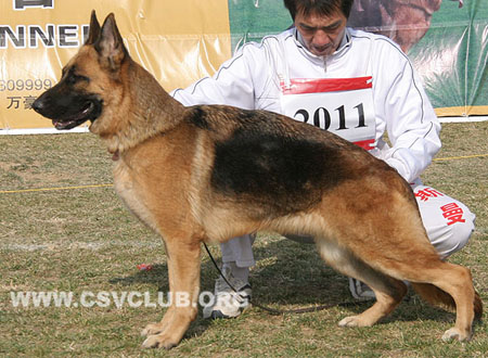 V4 2011 多利 Dolly von fute，CSZ77536，犬主：葛立君