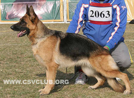 V5 2063 波卡萨 Becca von TaiHe，CSZ93312，犬主：孙小东