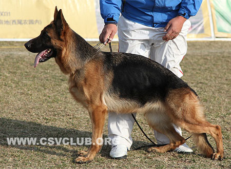 SG1 4044 柴歌 Chinger von BeiFangMingZhu，CSZ97029，犬主：刘大森