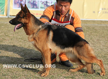 SG2 4067 赛拉 Sera von OuWeiJie，CSZ107108，犬主：杨超