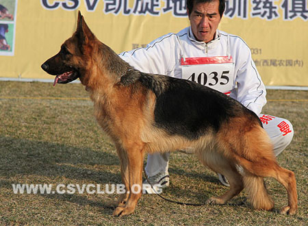 SG3 4035 乐妮格妮 Lenigne von JinRuiCheng，CSZ93706，犬主：李金明