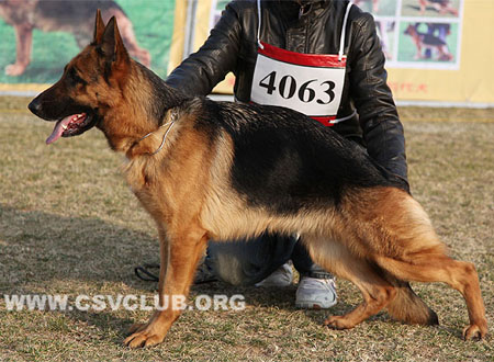 SG4 4063 恩珂 Enke von DeErMei，CSZ99498，犬主：吴建彬