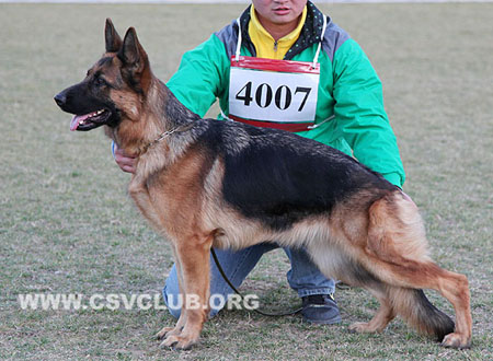 SG5 4007 Luna vom Hofj?gerhaus，CSZ8002363，犬主：丁金栋