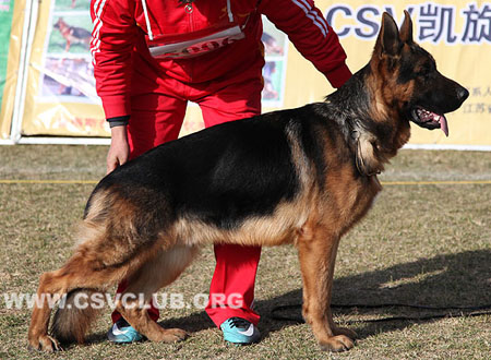 SG1 5006 乌索斯 Ursus von Woodland，CSZ107199，犬主：韩彬