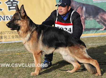 SG2 5024 Abu vom Holtk?mper See，CSZ8002356，犬主：万伟