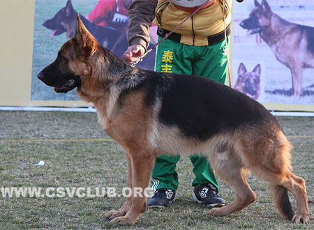 SG3 5037 菲鲁 Filo von CQZhongXin，CSZ131264，犬主：王伟