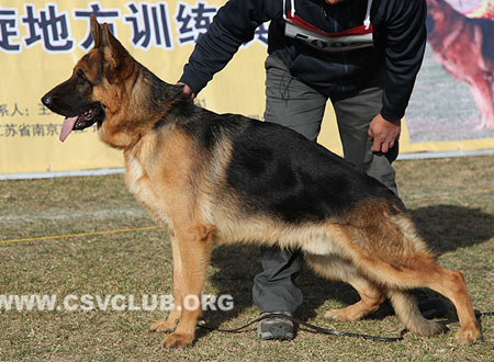SG4 5009 马力奴 Marino von QingDaoFuLin，CSZ115895，犬主：韩颖宽