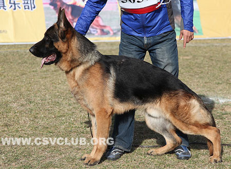SG5 5031 吉波特 Gilbert von LiJun，CSZ118548，犬主：于海龙