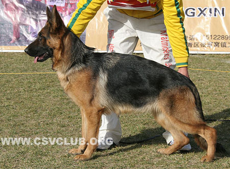 SG1 6010 Shernaa Duxi，CSZ8002357，犬主：高飞