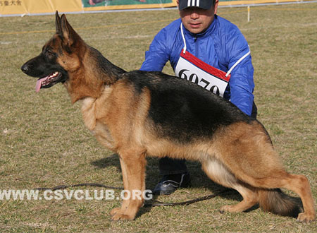 SG2 6070 占卡特拉 Jacatra von HaiLin，CSZ118005，犬主：尹飞