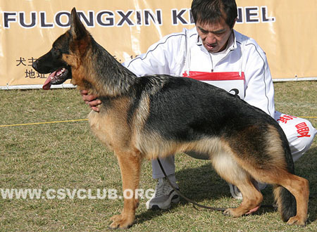 SG3 6023 艾克斯 Ilona von AoDeSai，CSZ125381，犬主：李金明