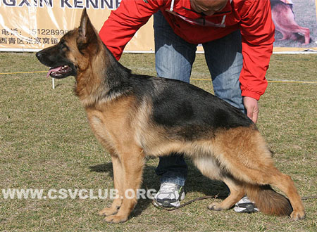 SG4 6059 蒂玻塞 Dibsy von ShiDaYuan，CSZ117362，犬主：王洪臣