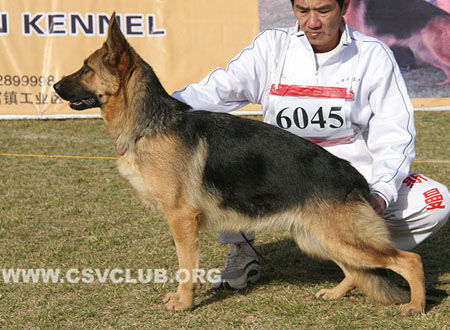SG5 6045 法苏斯特 Venda von JinRuiCheng，CSZ114798，犬主：邵泽民