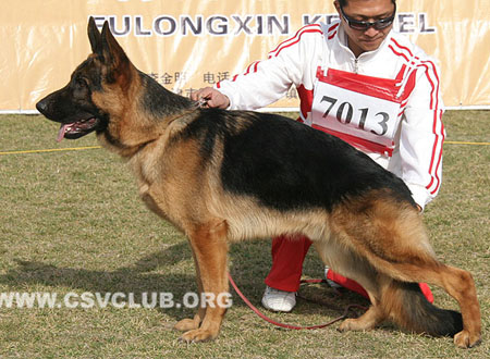 VV3 7013 杰瑟-加莫斯 Jesse-Jaemes von WangZai，CSZ114281，犬主：孙中炬
