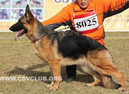 VV1 8025 阿茹芭 Aruba von ZhongHao，CSZ124930，犬主：李忠良