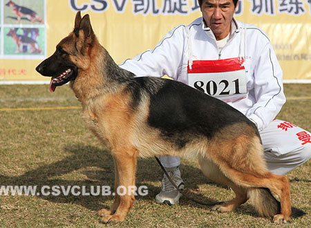 VV2 8021 法罗 Faro von GuangYou，CSZ118603，犬主：李金明