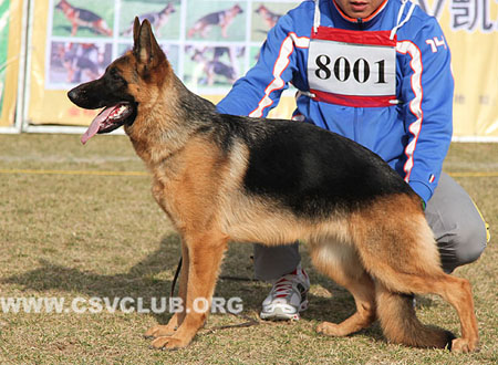 VV3 8001 娜妮热 Nenza von DaWei，CSZ115608，犬主：曹灵君