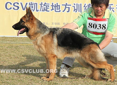 VV4 8038 居斯艾 Jussia von ShaoHong，CSZ130857，犬主：孙少洪
