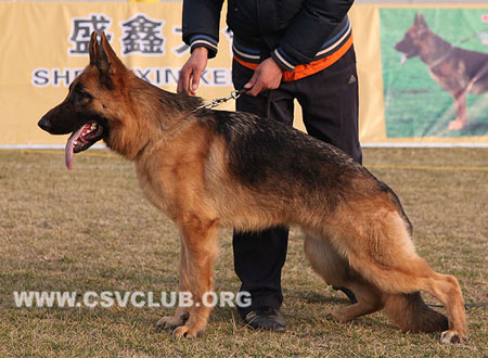 VV4 9007 洛彬 Robin von JunDeYuan，CSZ125155，犬主：胡跃文