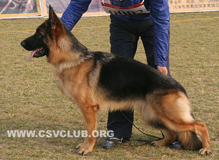 VV1 0002 艾卡路 Ilka von DaiLi，CSZ119333，犬主：戴利