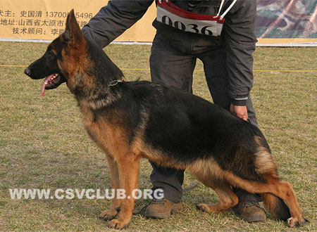 VV2 0036 凯若 Carol von ZiZhu，CSZ124724，犬主：宋永生