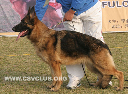 VV3 0042 森特爱 Cinty von BoYu，CSZ125660，犬主：王喜庆