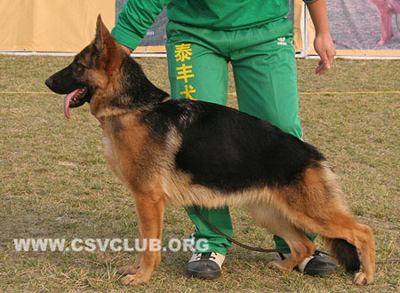 VV4 0053 邦嘉 Bonka von ZhengYi，CSZ125550，犬主：赵謇