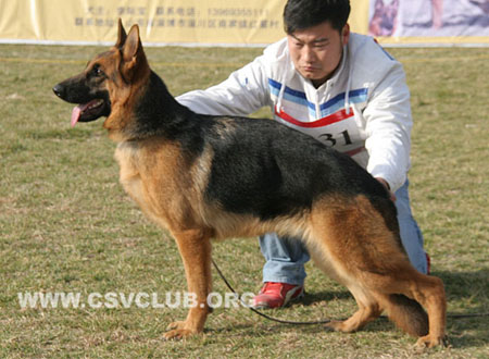 VV5 0031 武力阿斯 Upsy von ZhenDe，CSZ118765，犬主：秦小会