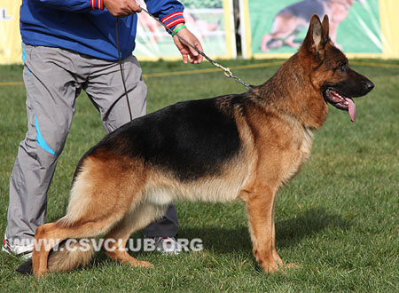V1 1026 托尼尔，Toni von der Rieser Perle，CSZ8002372，犬主：刘杰（万豪）