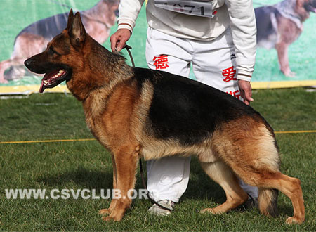 V2 1071 优猛，Yumo vom Finkenschlag，CSZ8002359，犬主：朱道虎