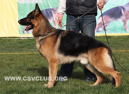 V3 1050 艾斯曼，Iceman vom Amur，CSZ8002349，犬主：杨鹏波