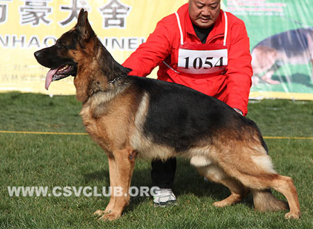 V4 1054 佐尔坦，Zoltan vom Panonian Haus，CSZ8001970，犬主：翟学喜（育镭）