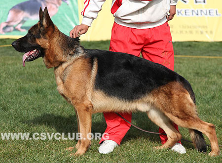 V5 1020 阿拉功，Aragon von der Zenteiche，CSZ8002179，犬主：李深义