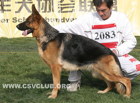 V1 2083 伊拉，Ira vom Grafenbrunn，CSZ8002200，犬主：翟学喜（育镭）