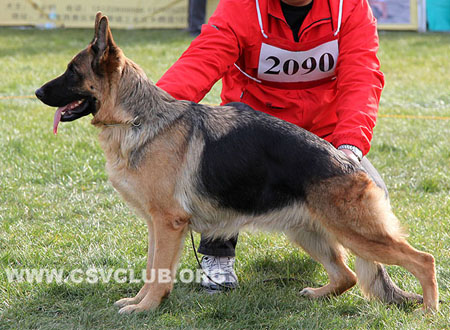 V2 2090 巴布施卡，Babuschka von der Martinskapelle，CSZ8002284，犬主：张松潇