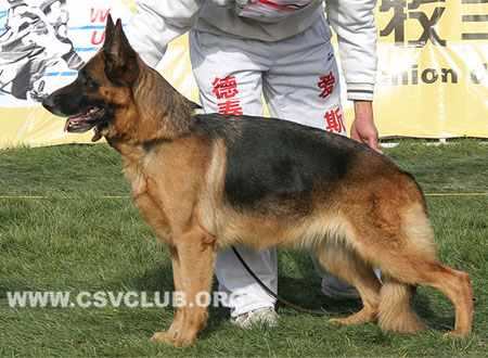 V3 2105 艾格则，Agathe von DiLongTang，CSZ56280，犬主：王旭东